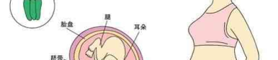 怀孕五个月男胎儿图,“怀孕五个月男胎儿发育特点与生活变化解析”