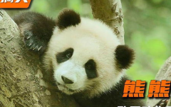 搞笑大熊猫,大熊猫搞笑日常大盘点